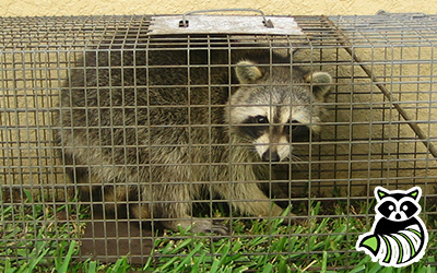Afton trapping